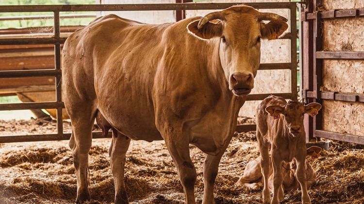 Le boeuf de Chalosse, emblème de la gastronomie de ce territoire landais